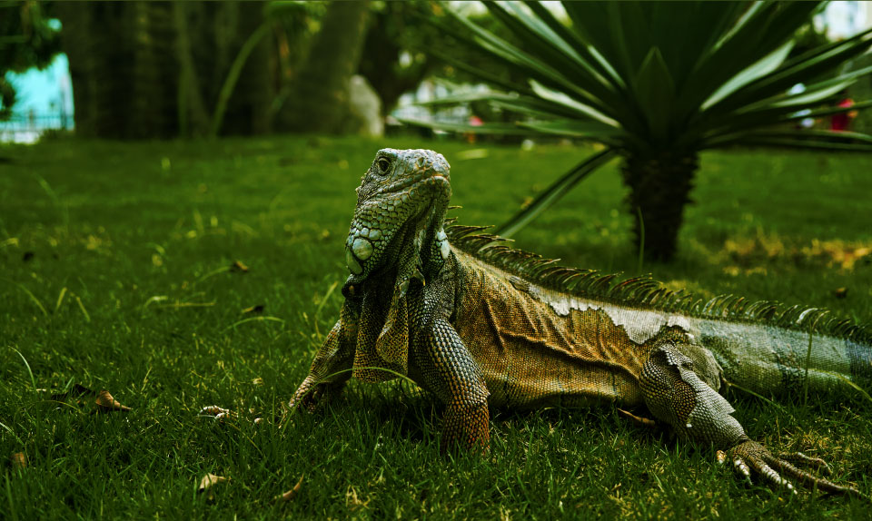 sostenible-img-iguana