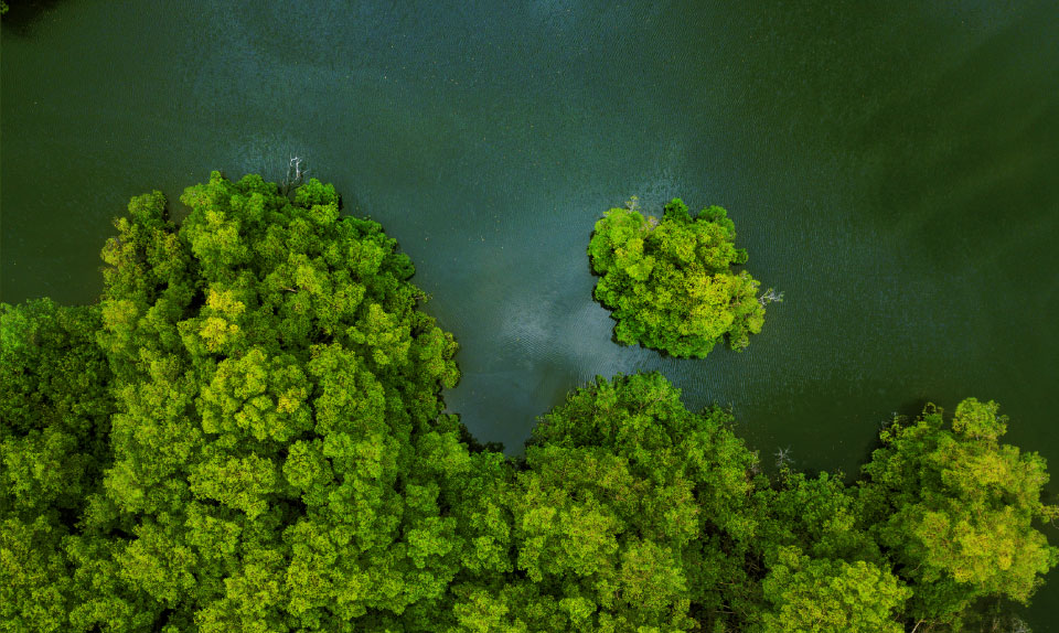 sostenible-img-manglar