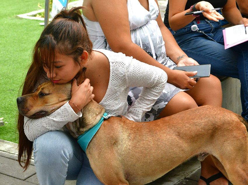 Campaña “Adoptamos Humanos” busca hogar para 139 animales rescatados